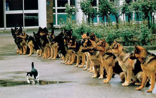 Cool cat